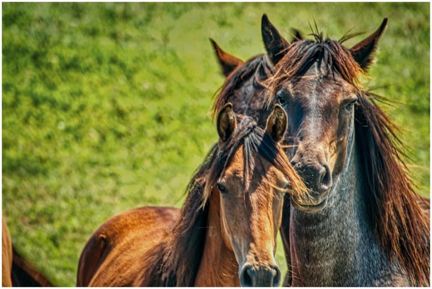 Dynamic portrait of horses grazing in a lush green