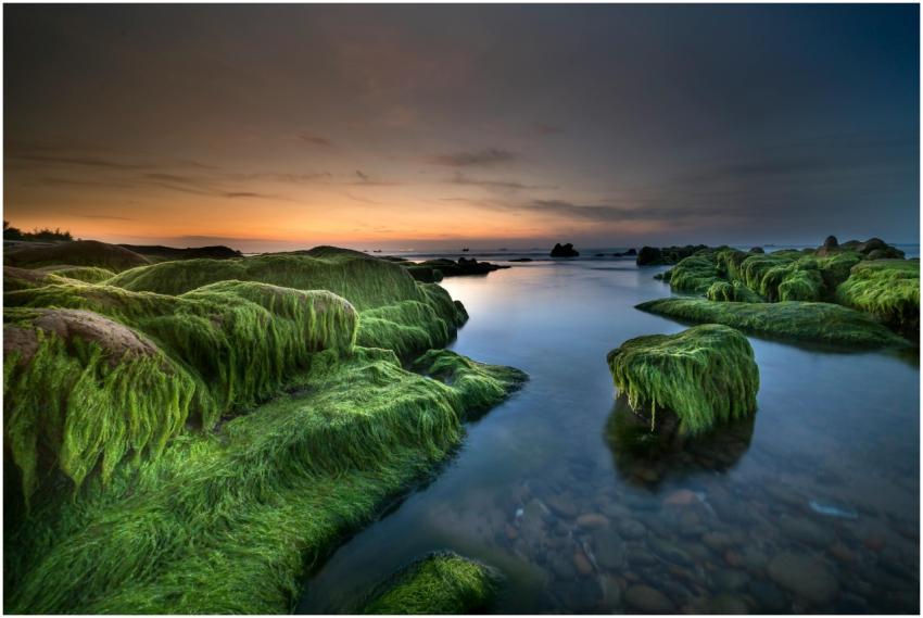 A tranquil seascape featuring lush green moss-cove