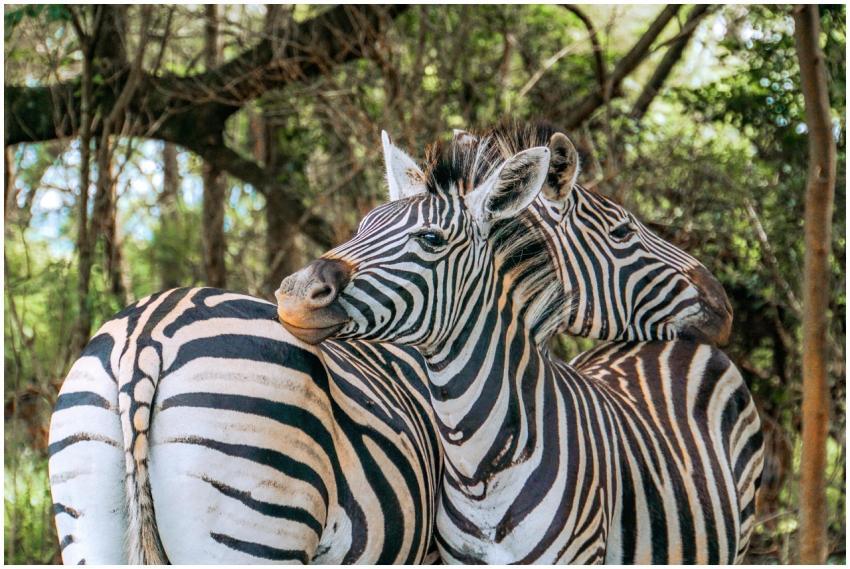 Close-up of zebras in the wild, showcasing their i