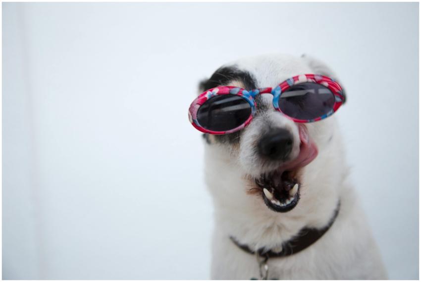 Adorable Jack Russell Terrier sporting pink sungla
