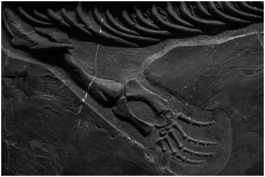 Detailed close-up of fossilized dinosaur bones pre