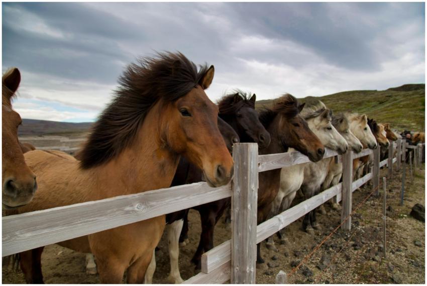 A group of Icelandic horses lined up against a woo