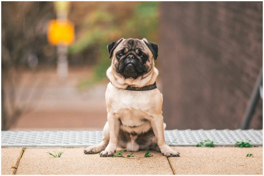 Adorable pug sitting outdoors in Weert, Netherland