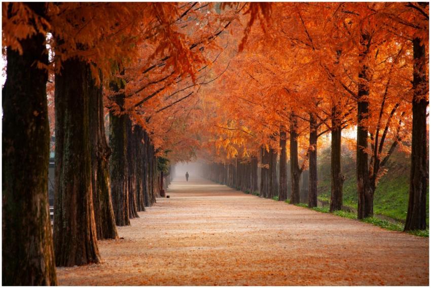 Explore a tranquil path adorned with vibrant fall