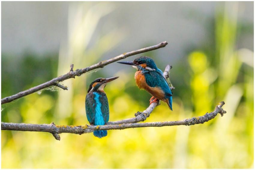 Close-up of two colorful kingfishers perched toget