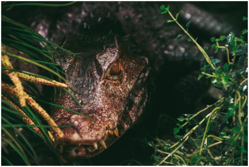 Intimate close-up of a crocodile partially hidden