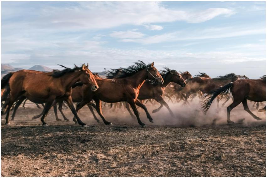 A herd of wild horses running across a dusty field
