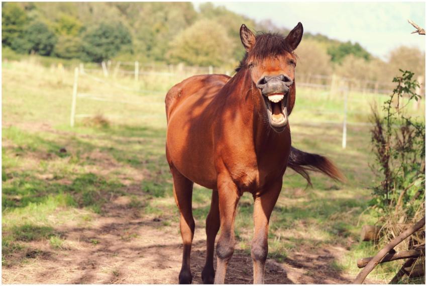 Chestnut horse yawning in a sunny meadow, showcasi