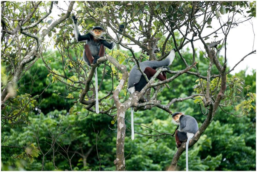 A group of red-shanked douc monkeys perched on bra
