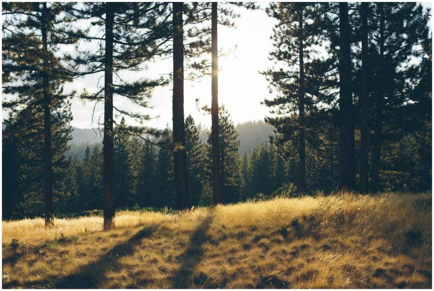Sunlight filters through pine trees, casting shado