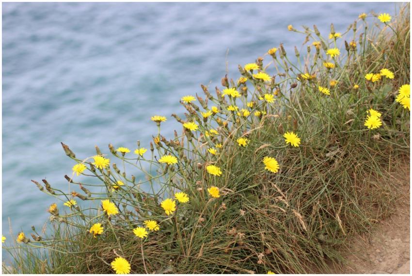 Yellow wildflowers bloom on the Cliffs of Moher wi