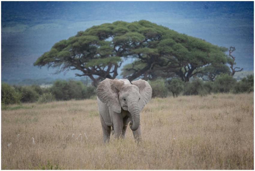 African elephant in the savanna with iconic Acacia