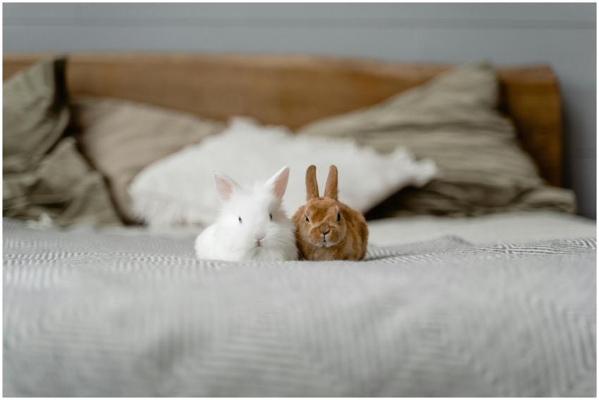 Adorable white and brown bunnies sitting on a comf