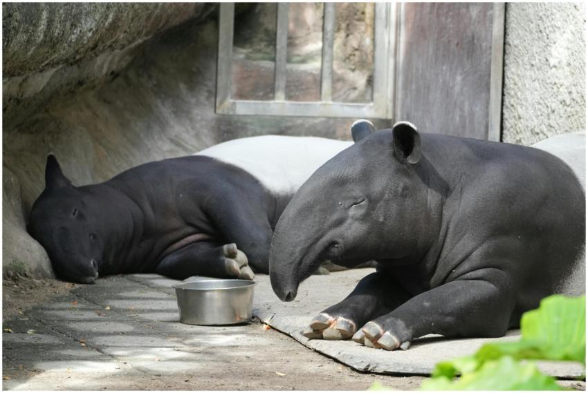 Resting Tapirs Zoo Enclosure