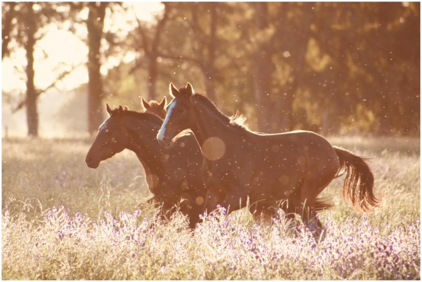 Majestic horses gallop through a sun-drenched fiel