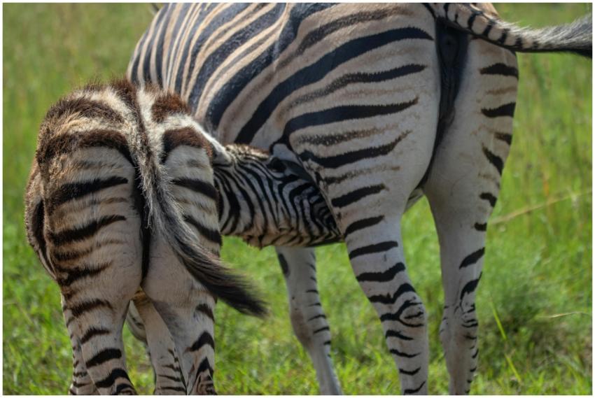 A zebra foal nursing from its mother in a grassy A