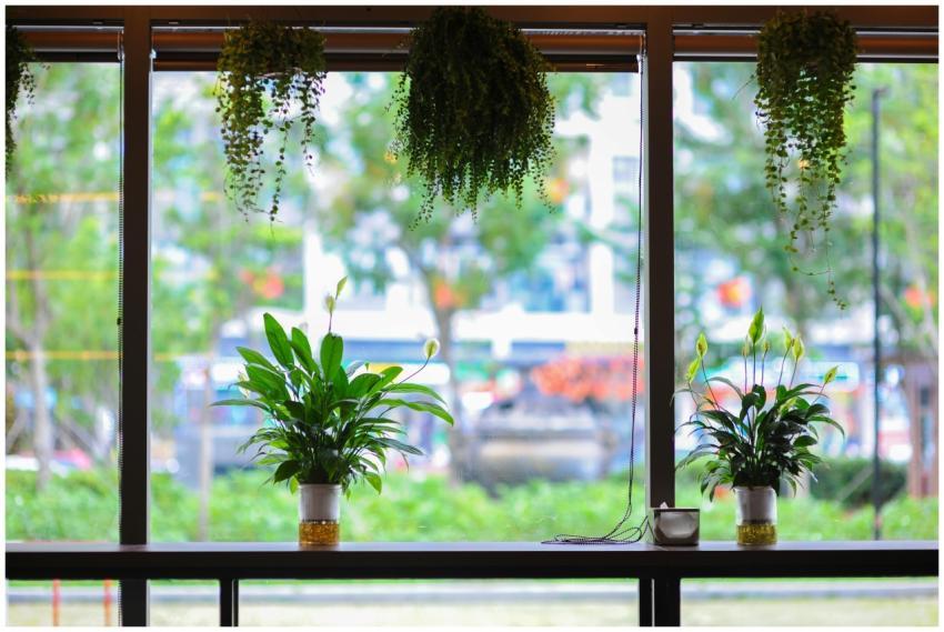 Peace lily plants on a window sill create a serene