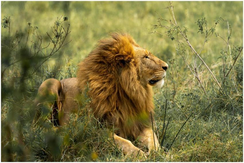 A majestic lion resting amidst the grassland, show