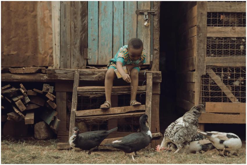 Young boy feeding ducks outside a rustic barn in r