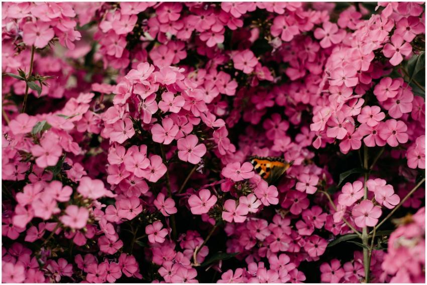 A beautiful butterfly perched on vibrant pink phlo