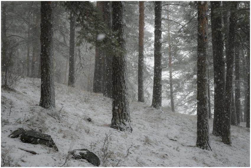 Serene winter forest scene in Altai, Russia, cover