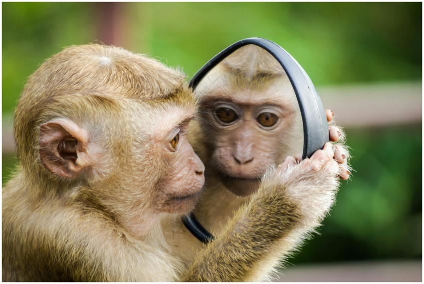 A macaque monkey curiously examines its reflection