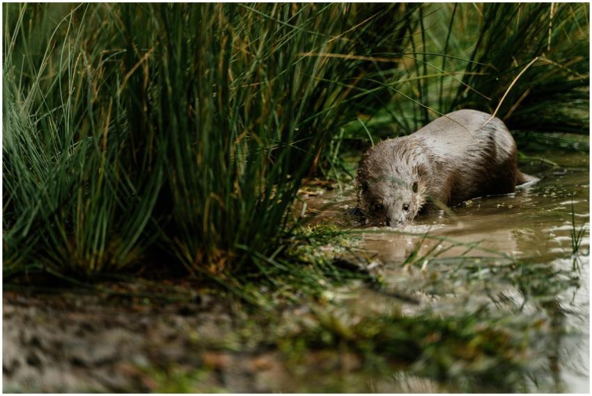 A playful otter wades through shallow waters surro