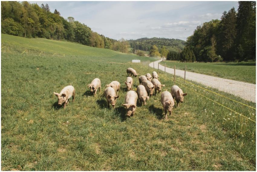 Group of pigs grazing in a lush field near Zürich,