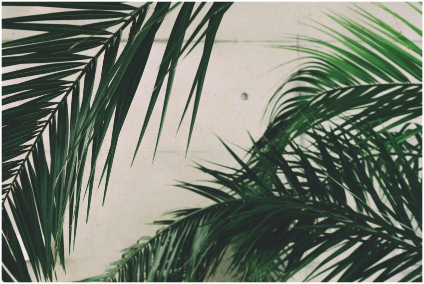 Close-up of lush palm leaves set against a minimal