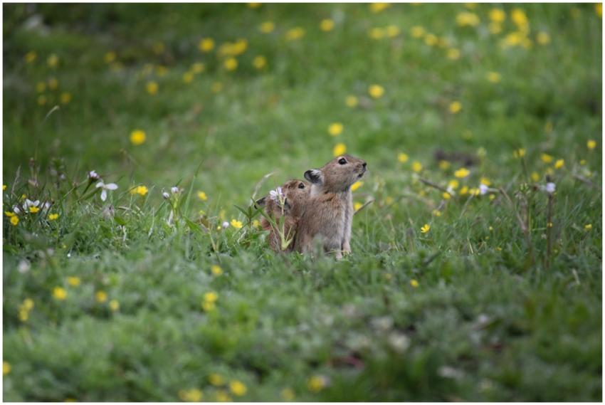 Two young pikas foraging amidst wildflowers on a g