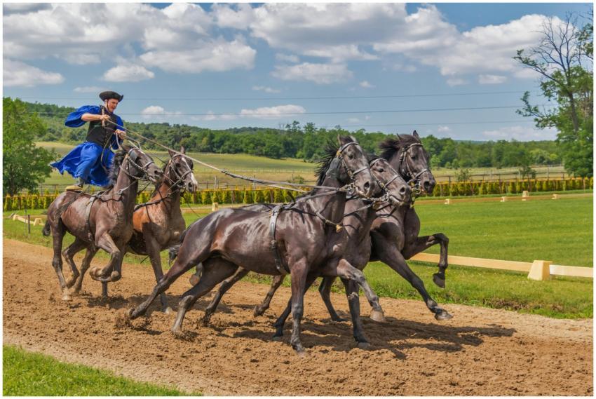 A skilled rider performs a daring stunt on gallopi
