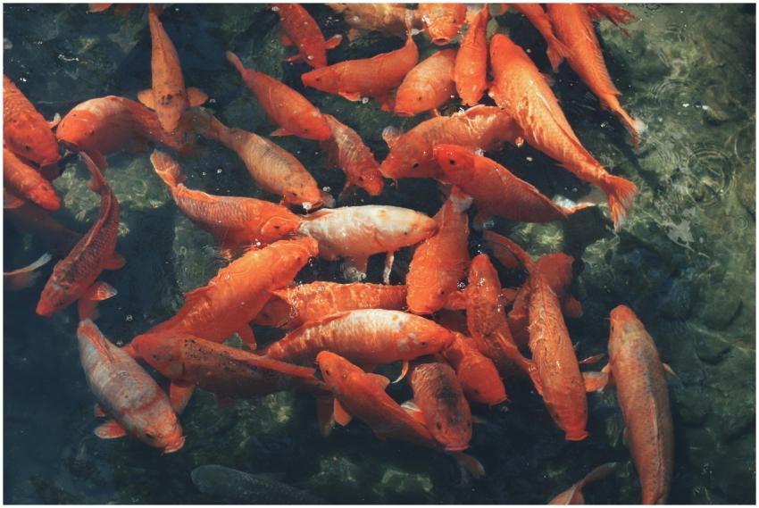 A group of vibrant orange koi fish swimming gracef