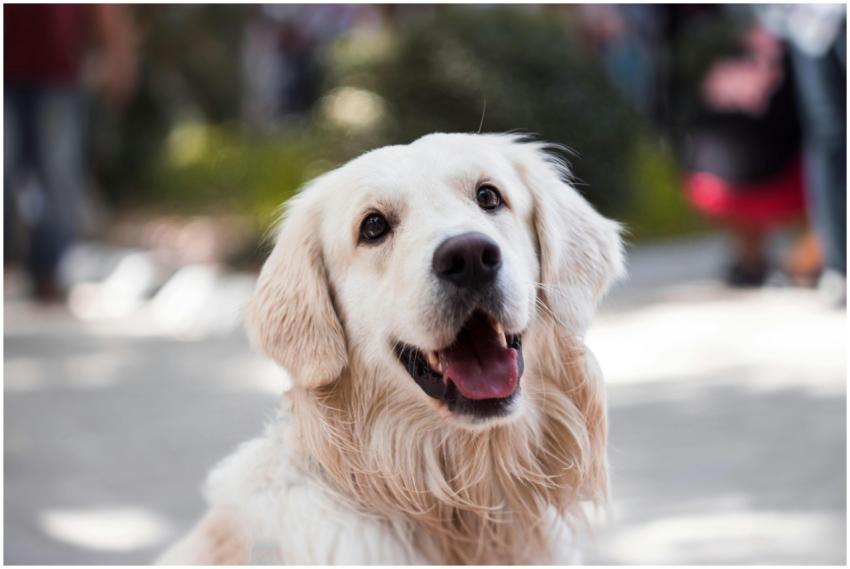 Golden Retriever smiling outdoors with shallow dep