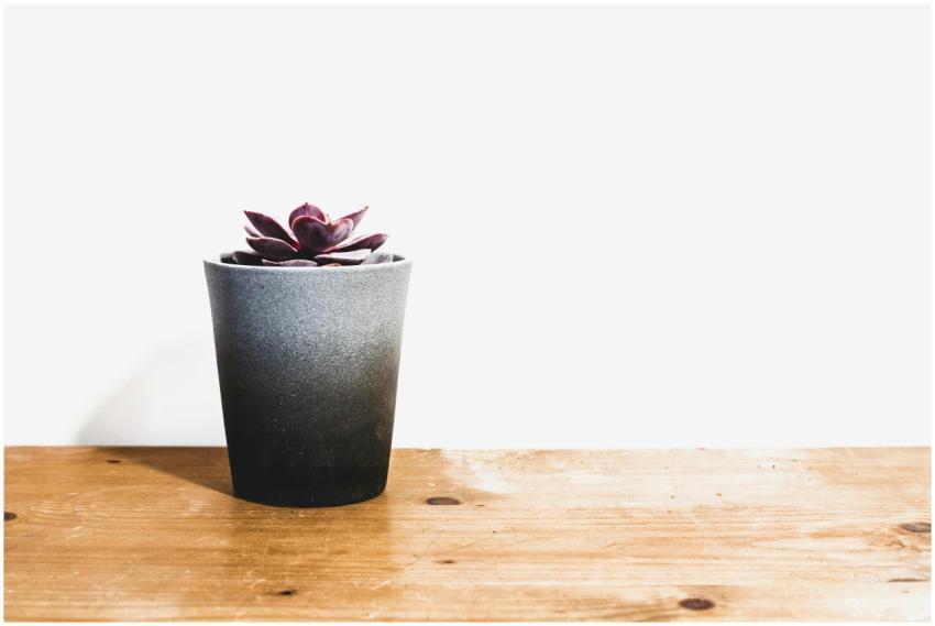 A beautiful, minimalist succulent in a pot on a wo