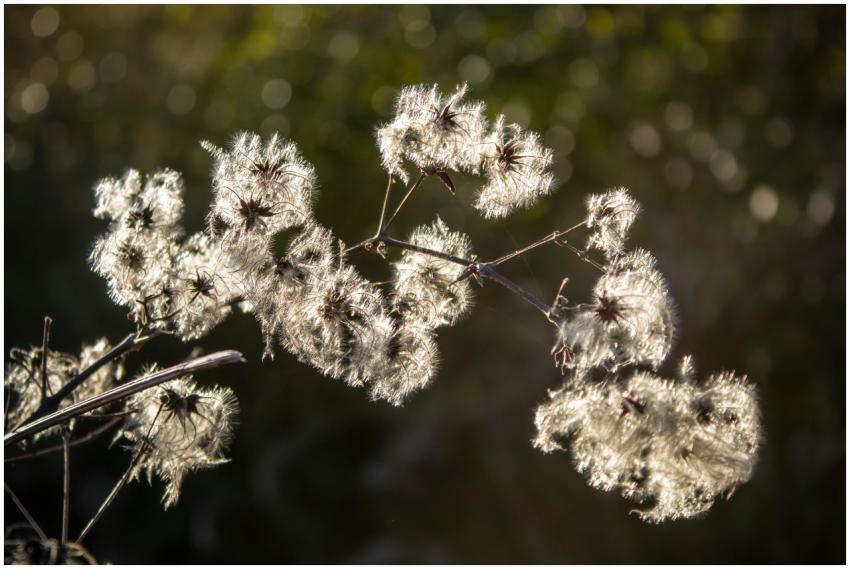 Beautiful wild Clematis with backlighting creating