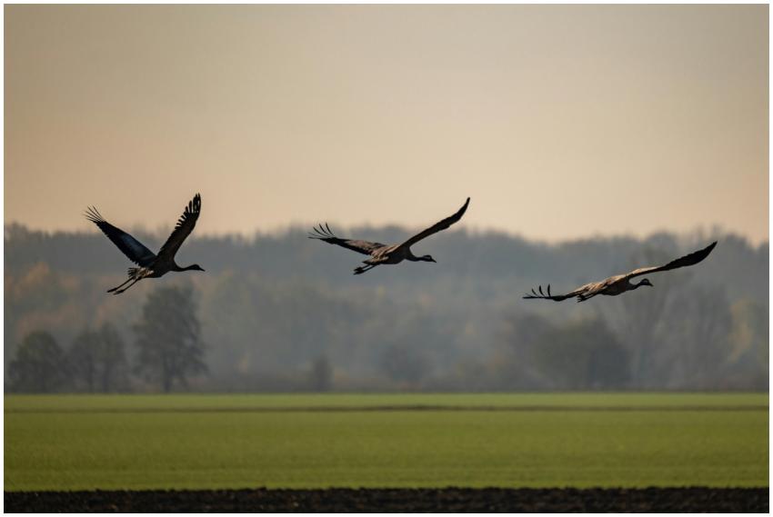 Flying Cranes Over Garesnica