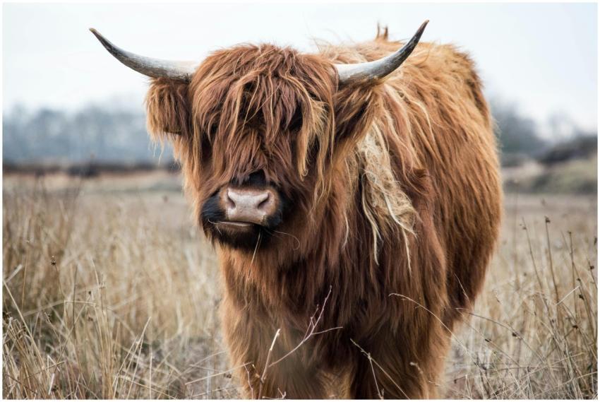 A close-up of a Highland cow in the fields of Huiz