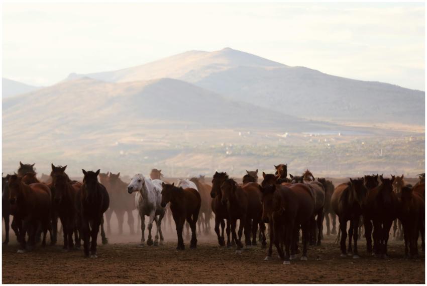 A herd of wild horses running across a mountain la