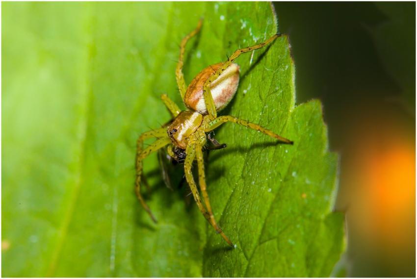 Close-up of a spider on a leaf, showcasing intrica