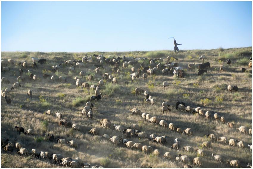 A shepherd guides a large flock of sheep across a