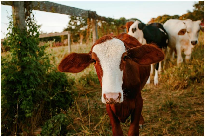 Young brown calf stands in a rural pasture, surrou