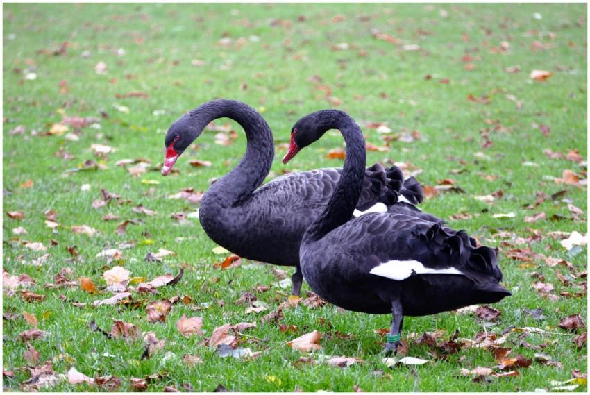Two elegant black swans with red beaks gracefully