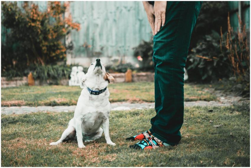 Charming Jack Russell Terrier looking up at owner