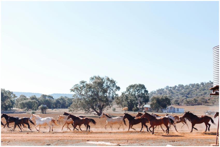 A herd of horses running through an open countrysi
