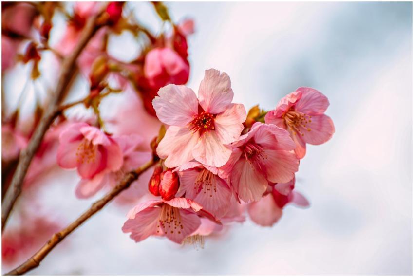 Vibrant pink cherry blossoms in full bloom during