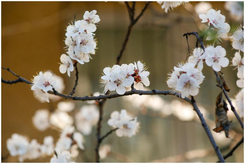 Close-up of white almond blossoms on a tree branch