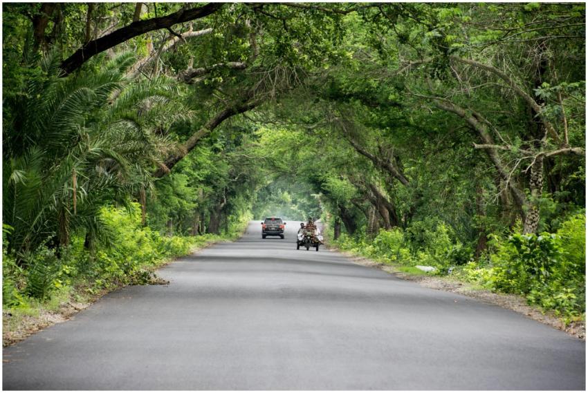 Lush green tree arch over a rural road with vehicl