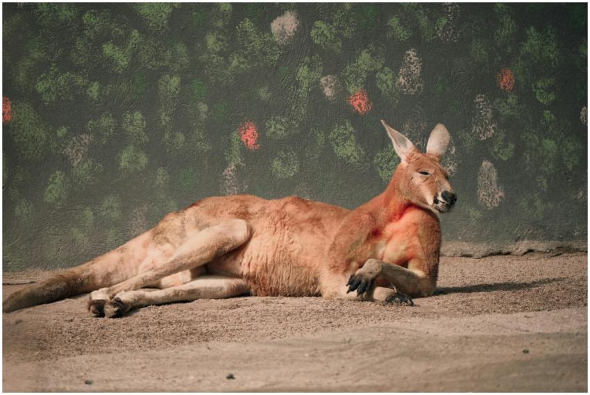 A kangaroo peacefully lounging on the ground with