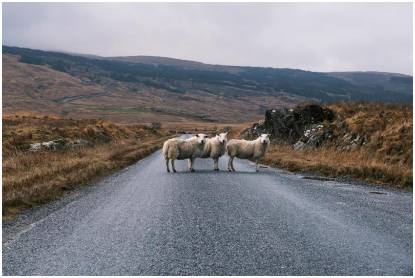 Three sheep crossing a rural road amidst a tranqui