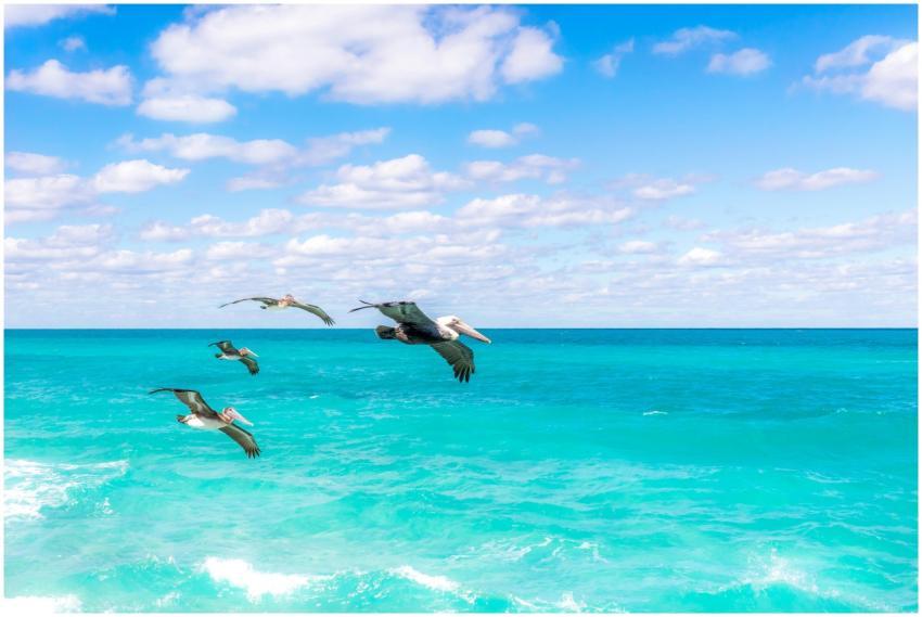 A group of pelicans flying gracefully above a vibr